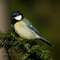 Karla Agnethe Strand